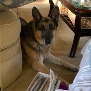 Meet your Posher, Susan